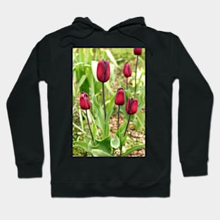 Red Tulips Hoodie